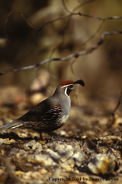 Gamble's Quail.