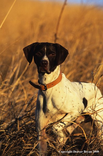 German Shorthair Pointer in field