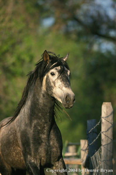 Andalusian stallion in pasture.