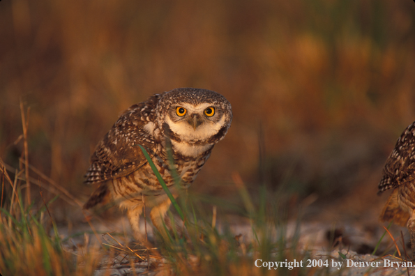Burrowing owl.