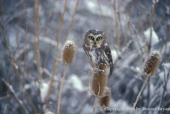 Saw-whet owl.