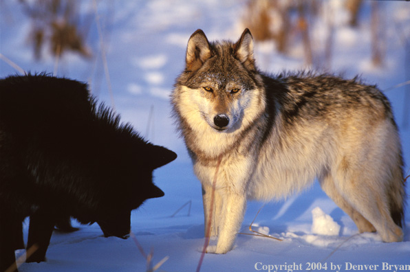 Gray wolves in winter habitat.