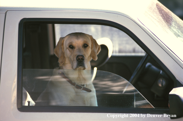 Yellow Labrador Retriever in truck