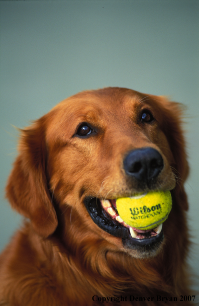 Golden Retriever with tennis ball.