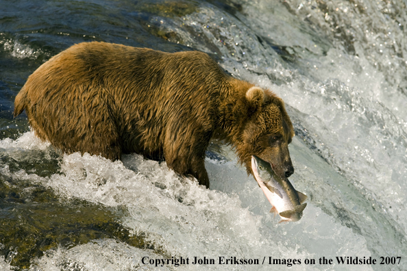 Brown bear fishing