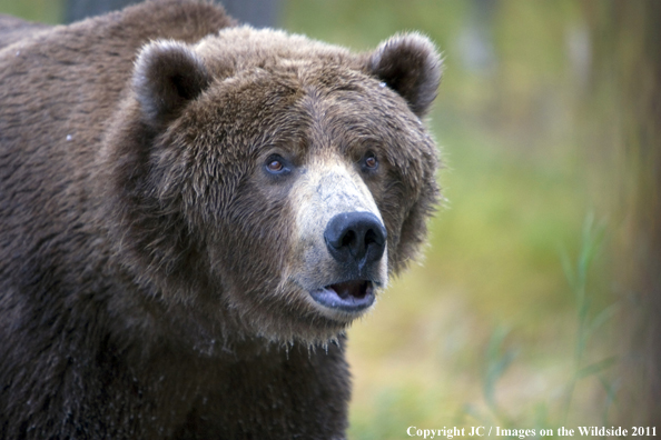 Brown Bear in habitat.