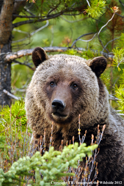 Grizzly Bear in habitat.