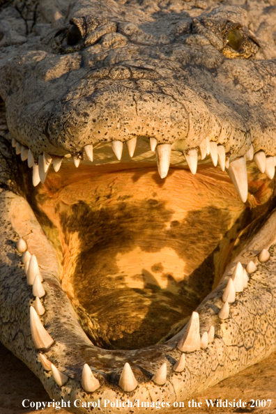 Crocodile in habitat