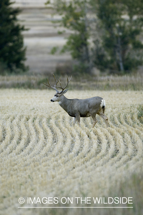 Mule deer in stubble field.