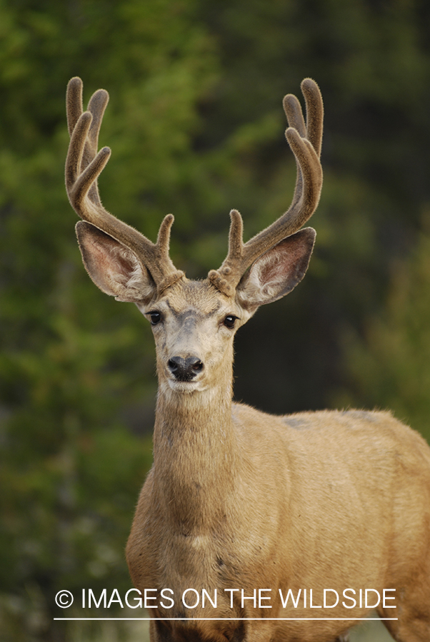 Mule deer in velvet