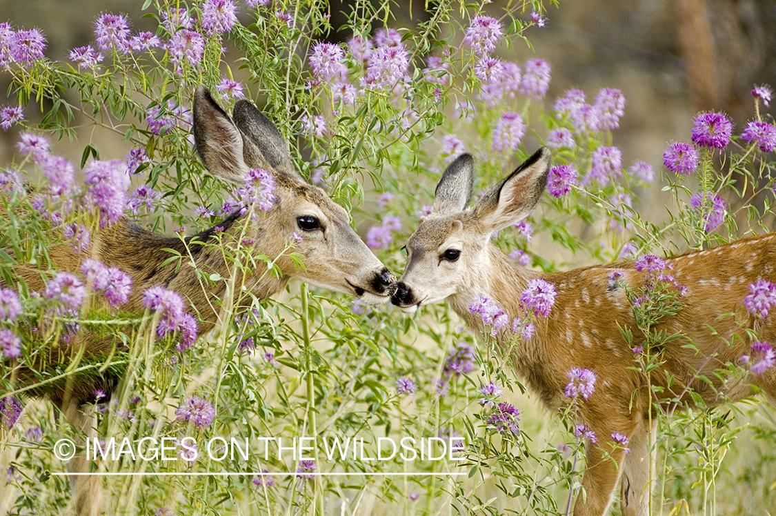 Whitetailed doe with fawn in spring