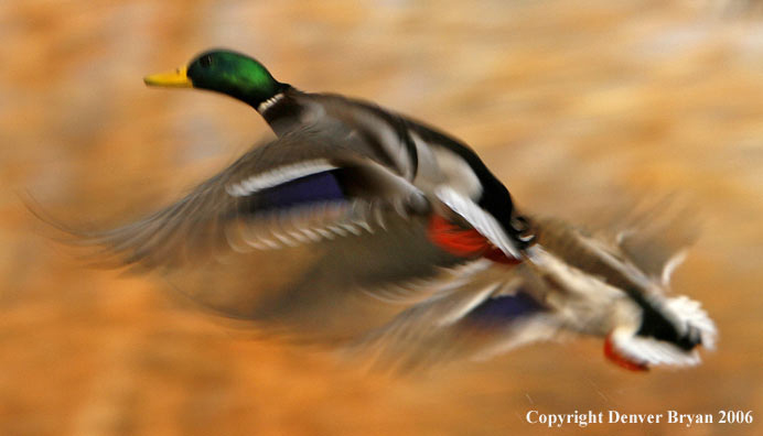 Mallard Ducks in flight.