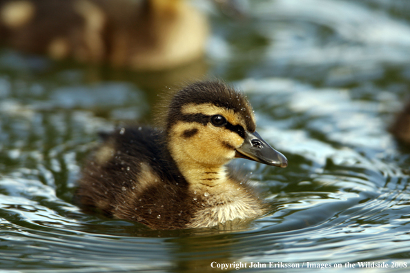 Mallard duckling