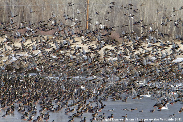 Large flock of mallards in flight. 