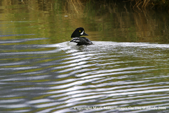 Barrow's Goldeneye Duck.