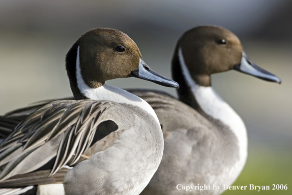 Pintail ducks.