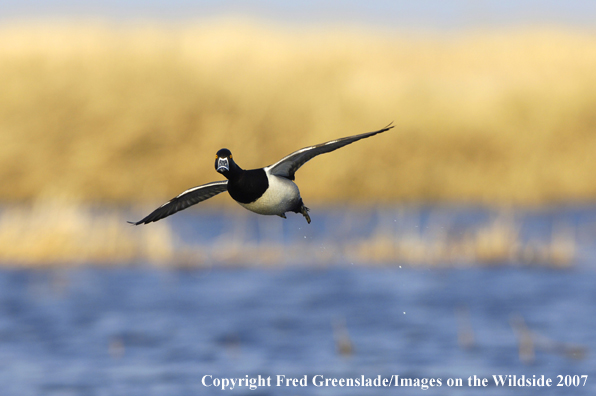 Ring-necked duck in flight