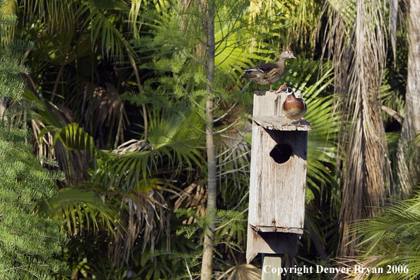 Wood duck pair on nest box.