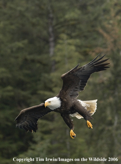 Bald Eagle in flight.