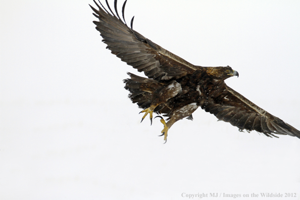 Golden eagle in flight.