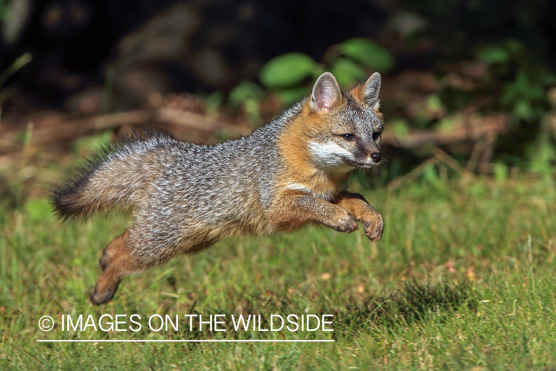 Gray fox pup running.