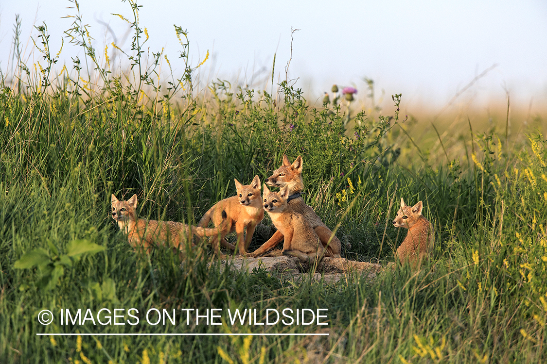 Swift fox kits with mother in habitat.