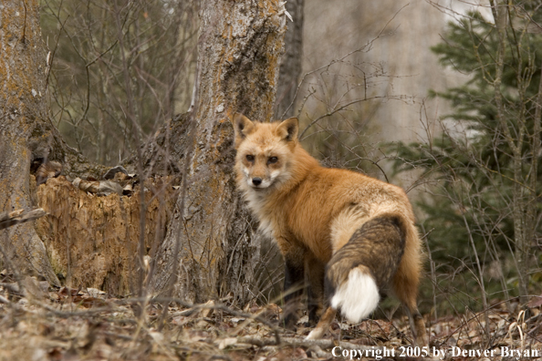 Red fox in habitat.