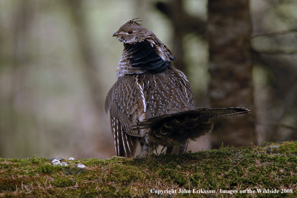 Ruffed Grouse 