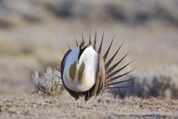 Sage grouse displaying on booming ground.