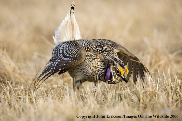 Sharp-tailed grouse displaying in habitat.