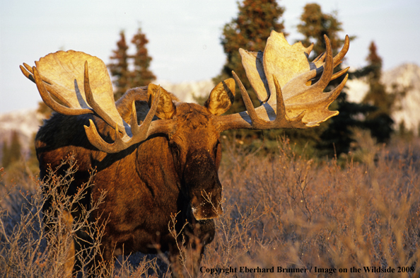 Moose in habitat