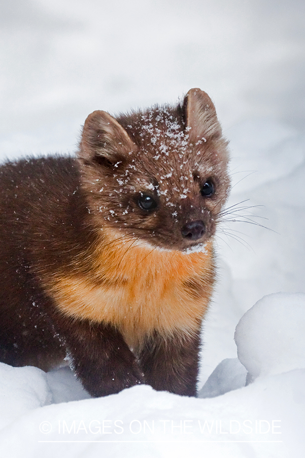 Pine Martin in snow.