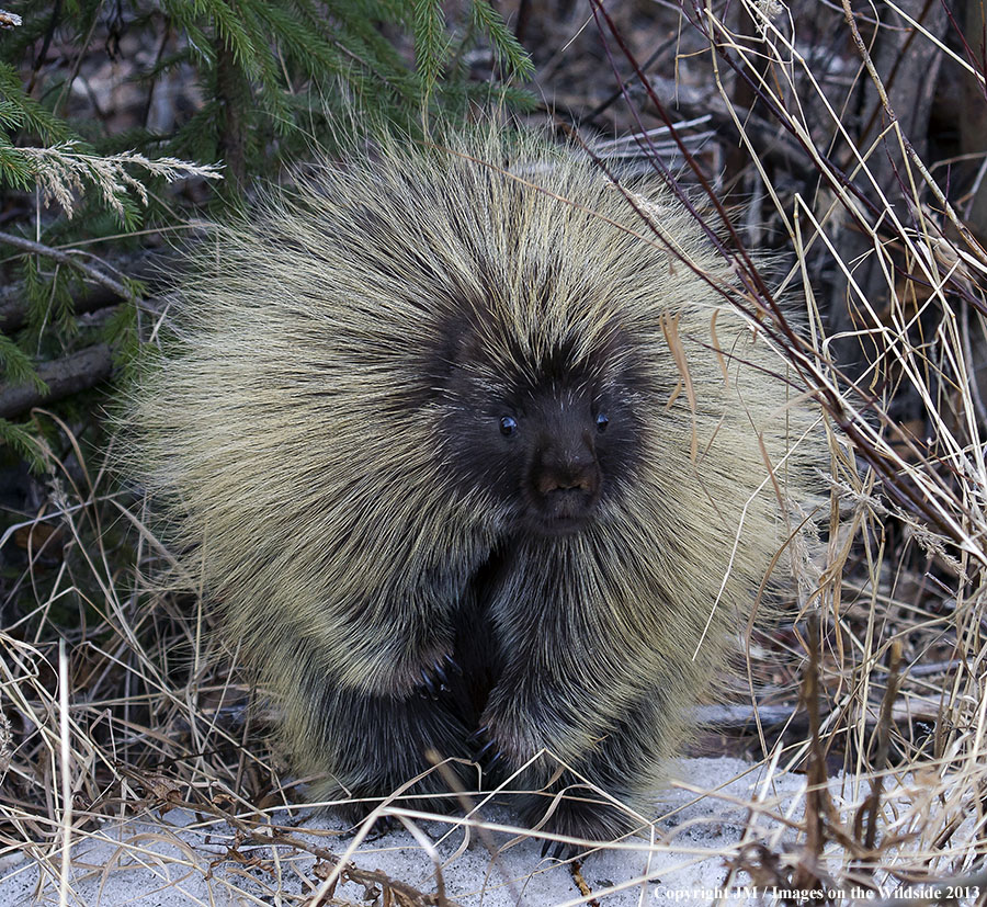 Porcupine in habitat.