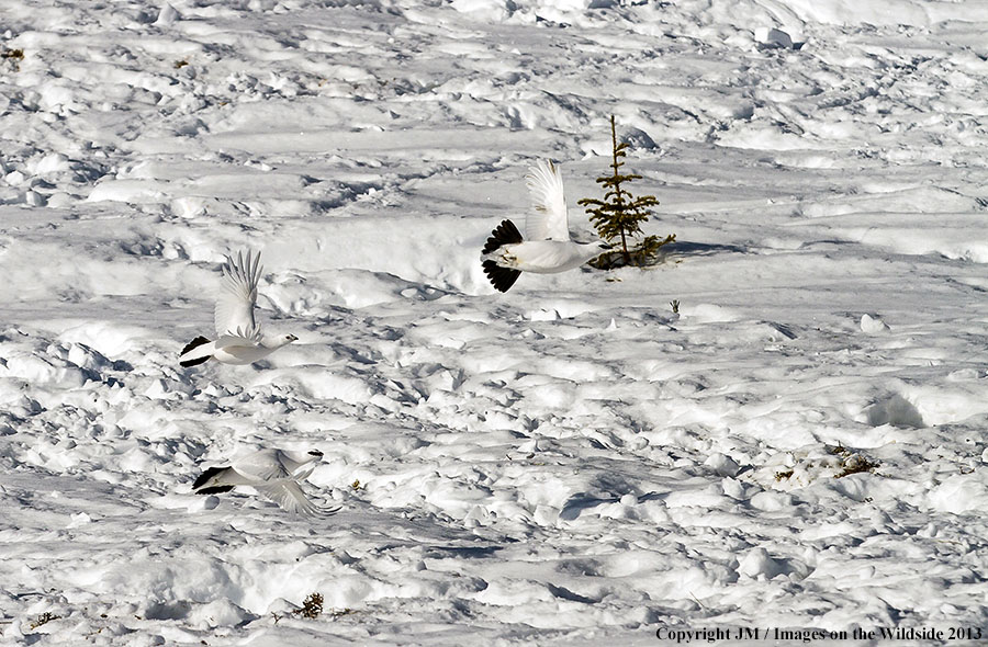 Rock ptarmigan in flight.