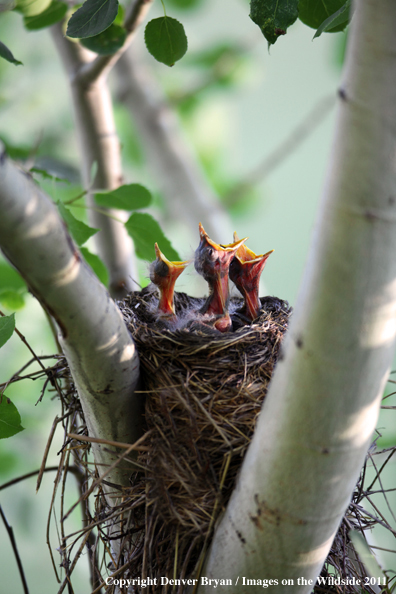 Baby robins crying for food