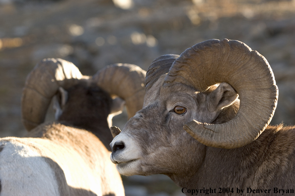 Herd of Rocky Mountain bighorn sheep (ram).