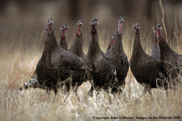 Rio Grande Turkey hens in habitat