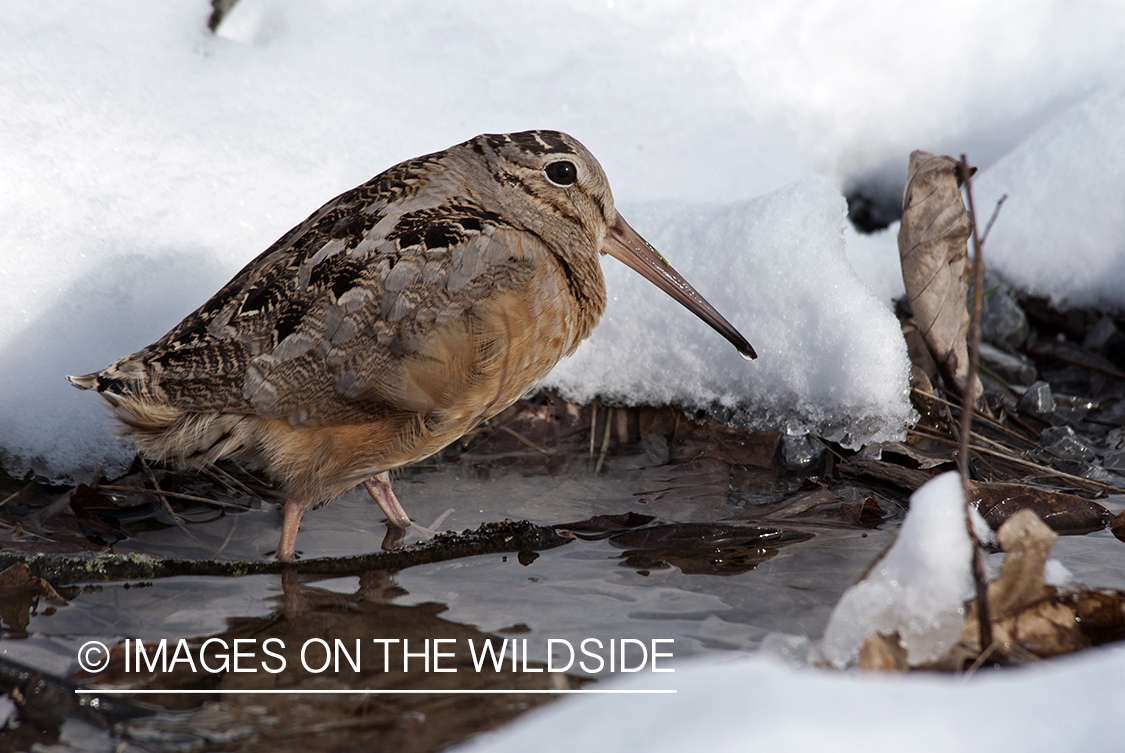 Woodcock in winter habitat.