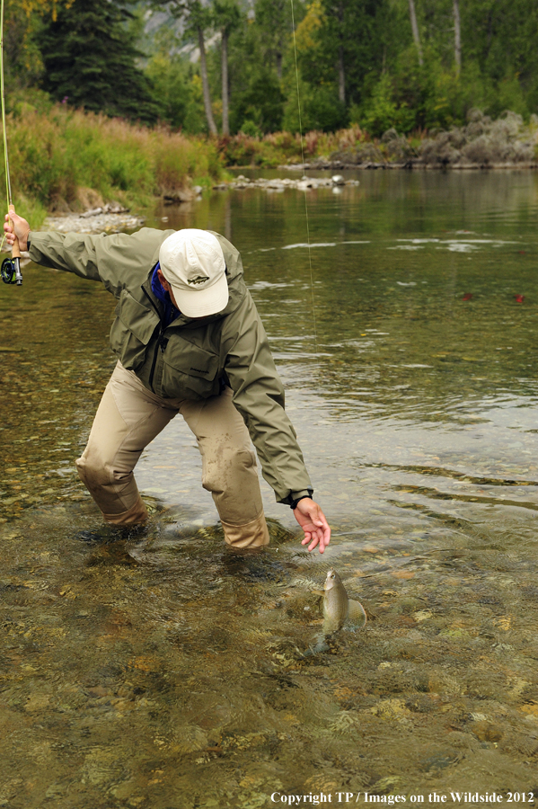 Flyfisherman with hooked grayling. 
