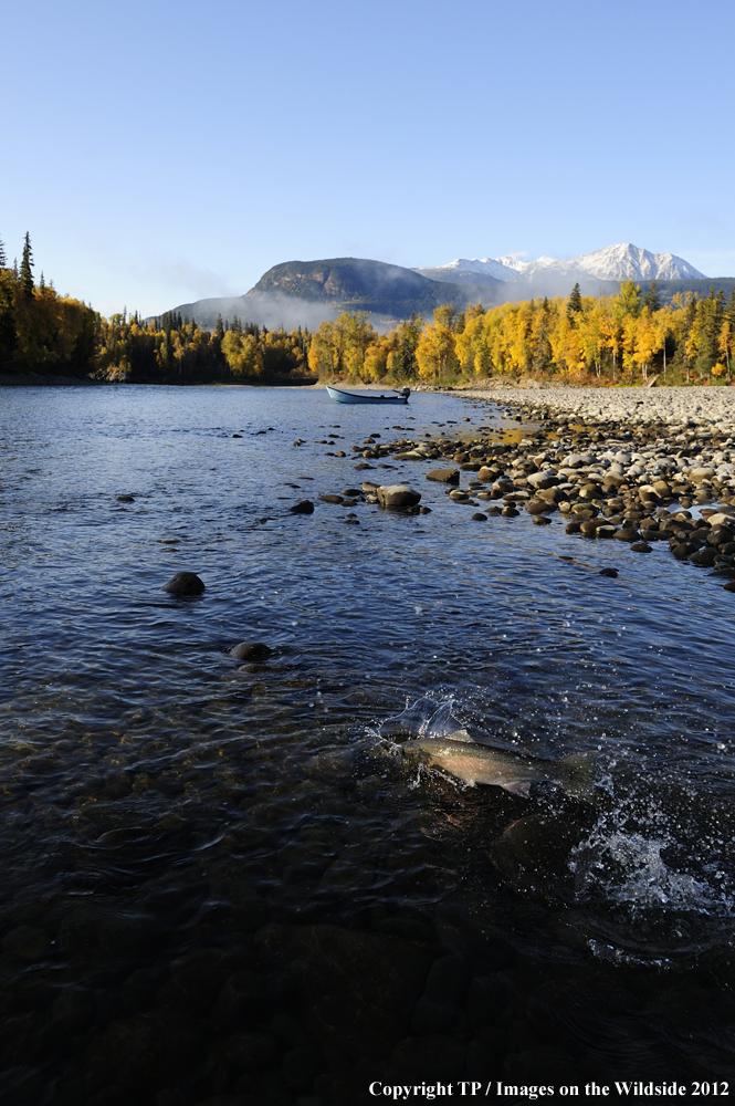 Steelhead in Skeena River, British Columbia. 