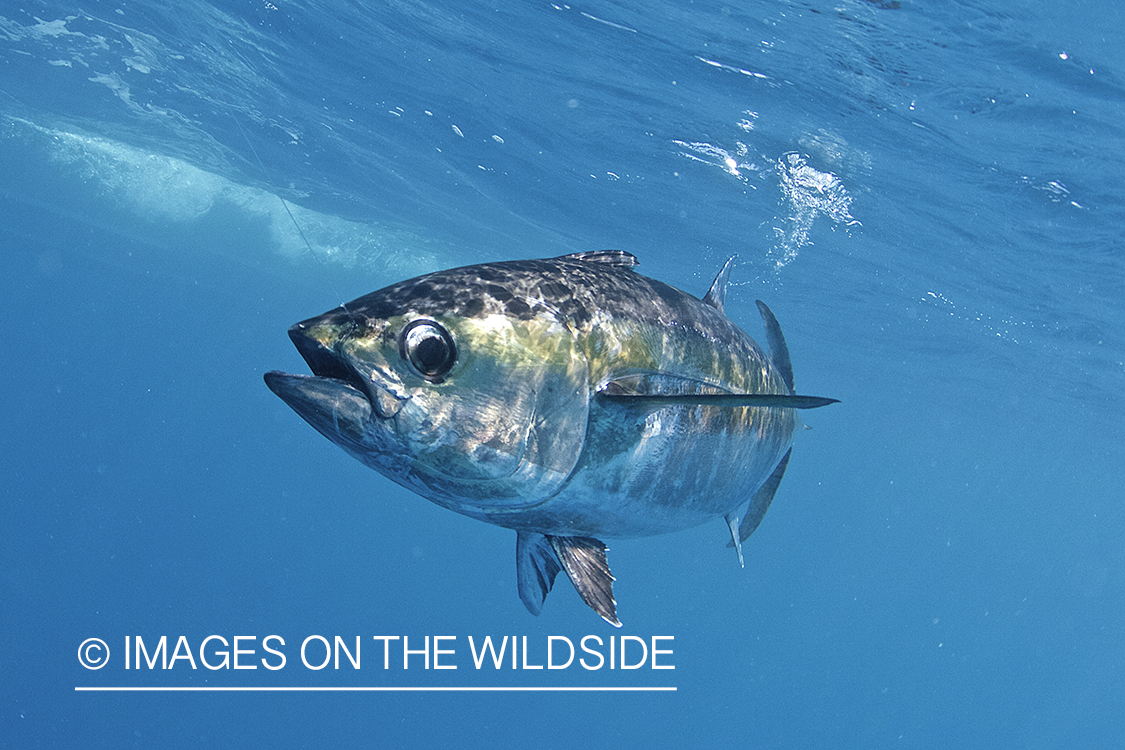 Deep sea fisherman with tuna on line.