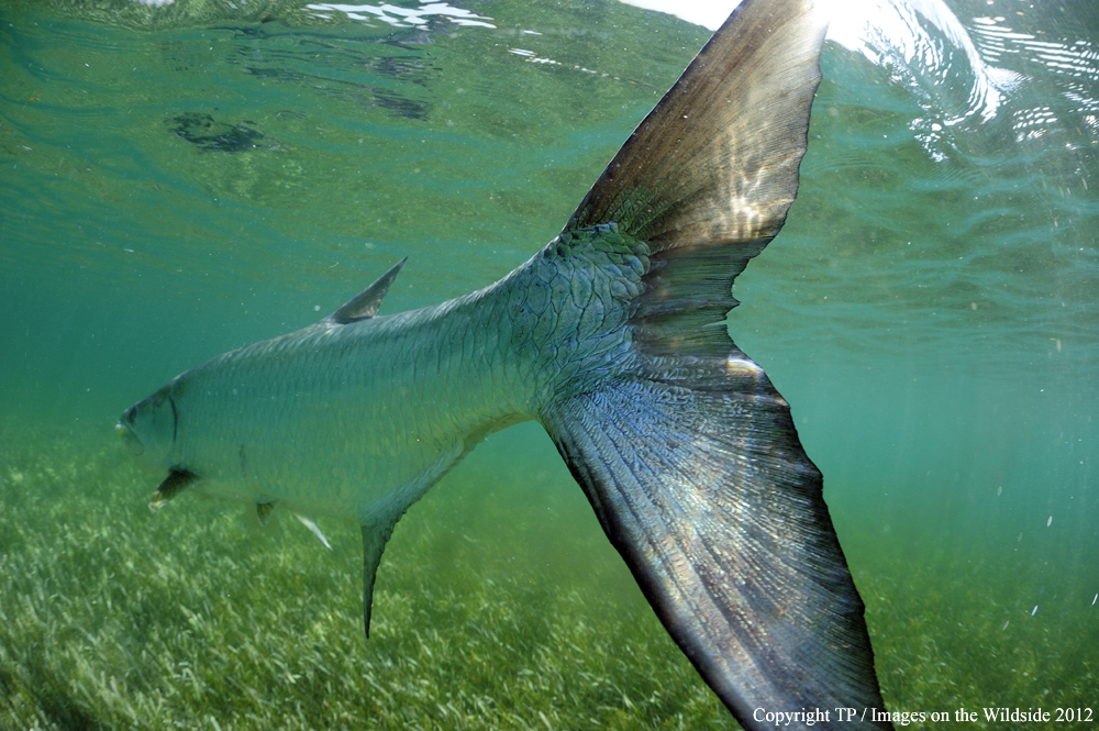 Tarpon in water. 