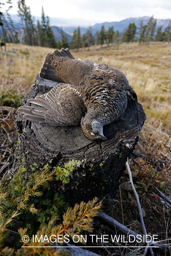 Bagged Dusky (mountain) grouse close-up in field. 