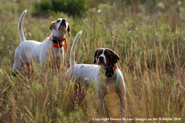  English Pointers in field