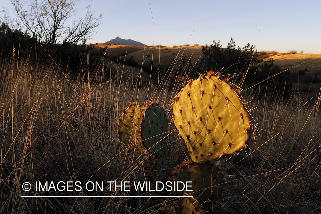 Cactus in field.