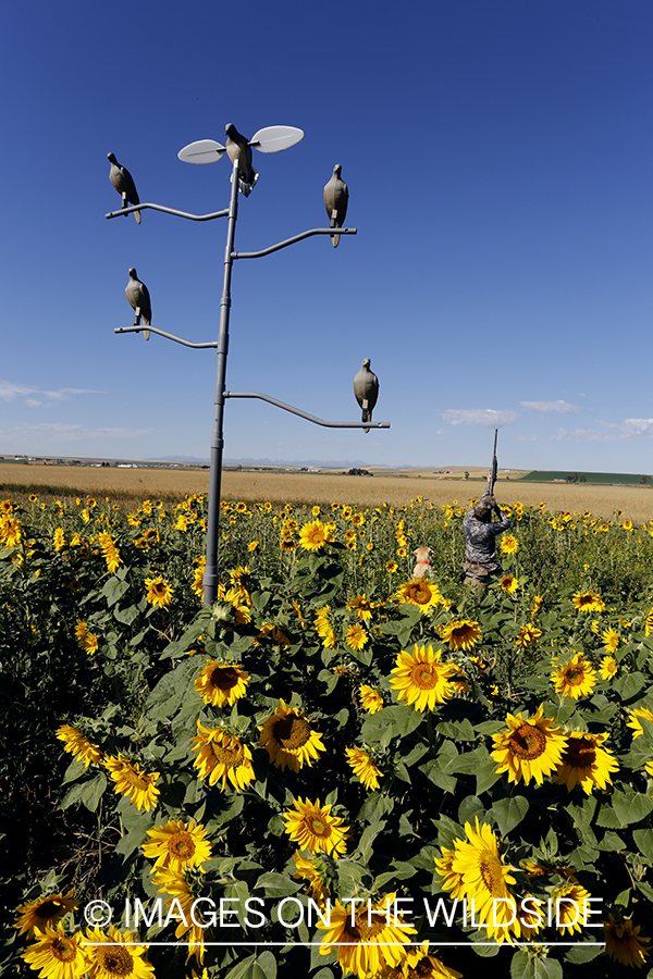 Dove decoy on tree stand with dove hunter in sunflower field.