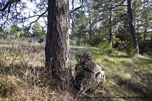 Hunter with (Merriam's) turkey in sights