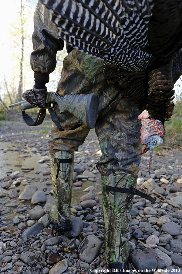 Turkey hunter in field with bagged turkey.