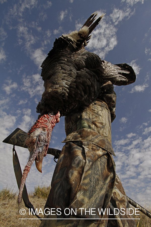 Turkey hunter with bagged merriam turkey.