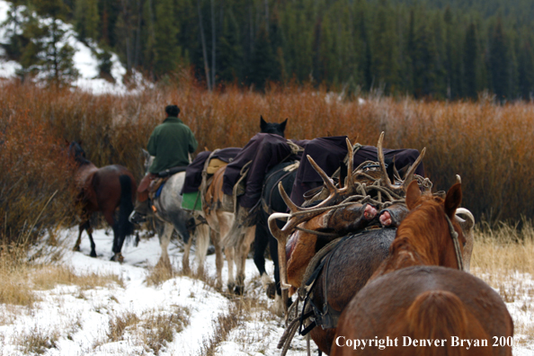 Elk hunt packstring in mountains
